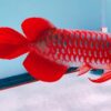 arowana for sale usa