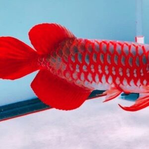 Red Arowana Fish