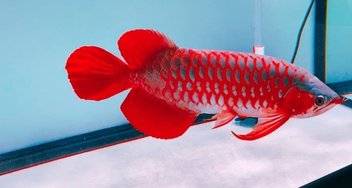 arowana for sale usa