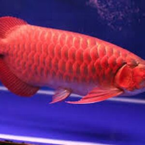 red arowana for sale