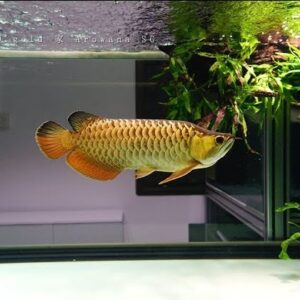 Golden Arowana