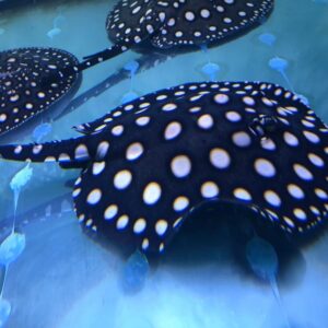 FRESHWATER STINGRAY