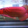 Red arowana for sale