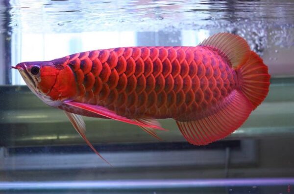 Red arowana for sale