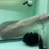 African arowana for sale