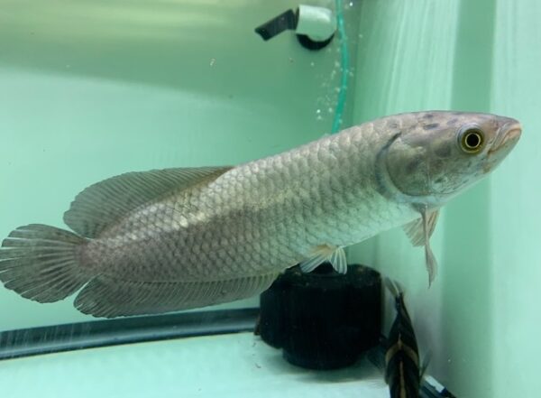 African arowana for sale