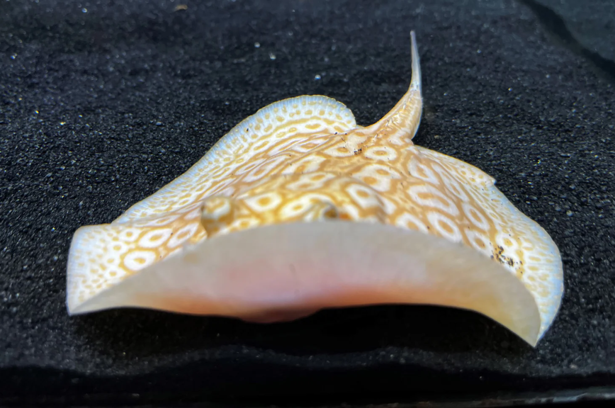 albino stingray price