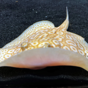 albino stingray price