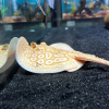 albino stingray price