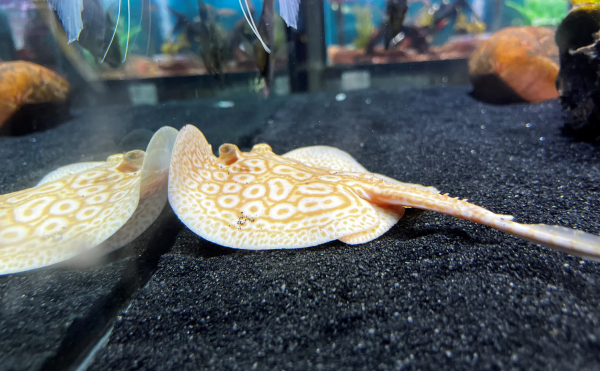 albino stingray price