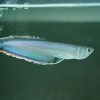 Black Arowana for sale