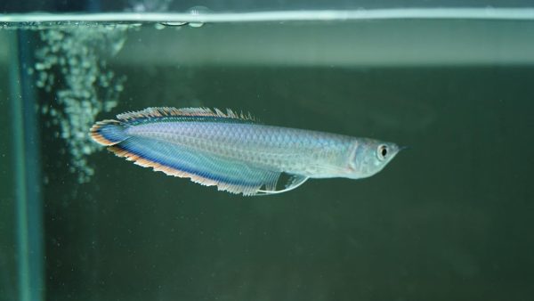 Black Arowana for sale