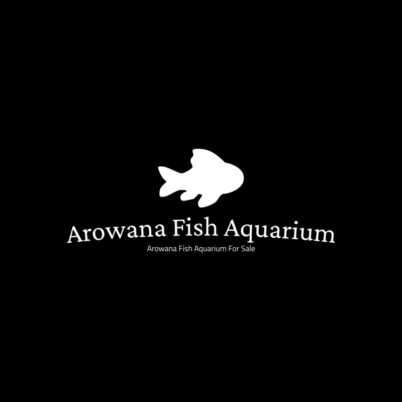 Arowana Fish Aquarium