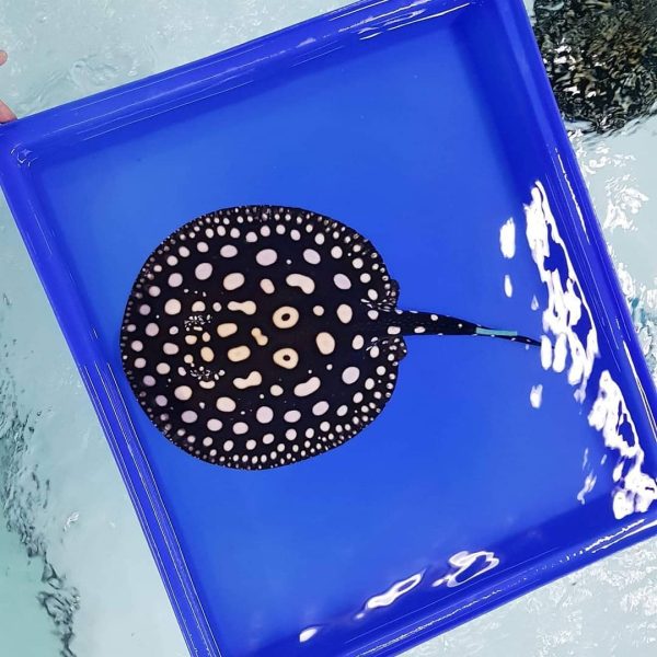 Black Diamond Stingray for sale