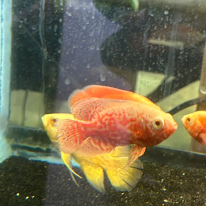 Albino Nemo Red Tiger Oscar