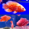 Nemo Red Tiger Albino Oscar