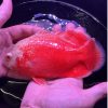 Chili Red Oscar for sale