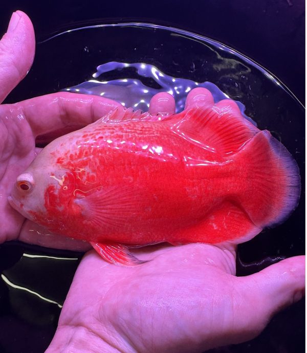 Chili Red Oscar for sale