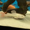 Phantom Redtail Catfish (Phractocephalus Hemioliopterus)