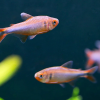 Blueberry Tetra fish for sale