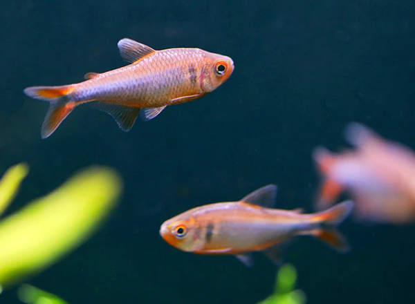Blueberry Tetra fish for sale
