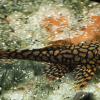 Honeycomb Bristlenose Pleco (Ancistrus sp. “Wabenmuster”) Tank Bred
