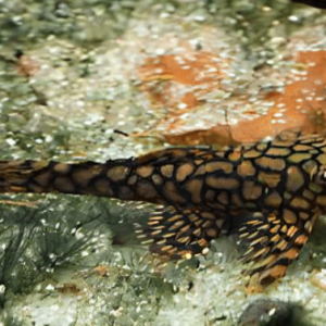 Honeycomb Bristlenose Pleco (Ancistrus sp. “Wabenmuster”) Tank Bred