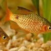 Rosy Barb (Puntius conchonius) Tank Bred